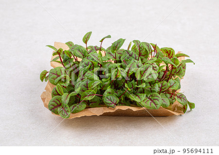 Red veined microgreen sorrel leaves 95694111