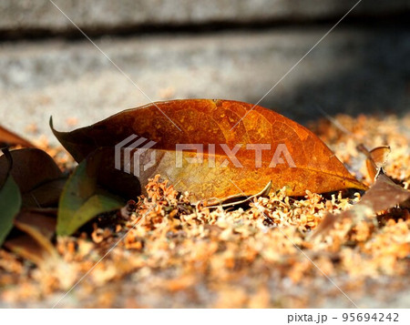 石畳の上のキンモクセイ（朝日を浴びた金木犀の茶色い落ち葉と落花） 95694242