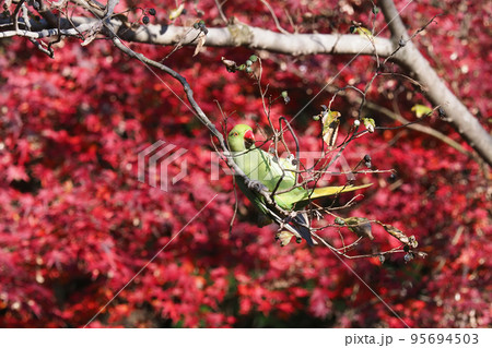 木の実を啄むワカケホンセイインコと紅葉 95694503