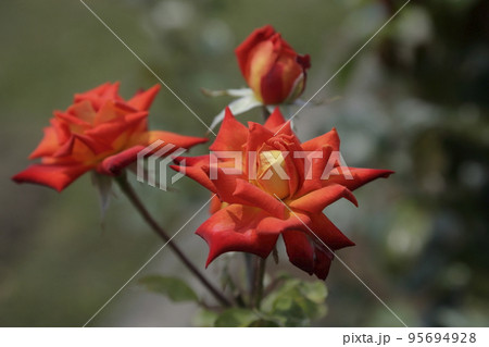 荒尾市 おもやい市民花壇 バラの花、 荒尾市 おもやい市民花壇 バラの花、 95694928