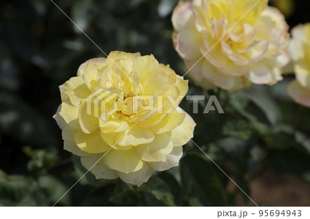 荒尾市 おもやい市民花壇 バラの花、 荒尾市 おもやい市民花壇 バラの花、 95694943