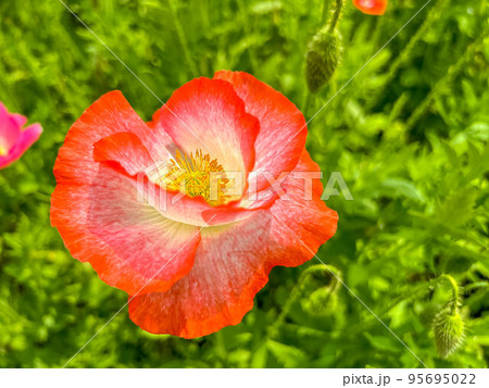 初夏の色鮮やかな芥子の花 初夏の色鮮やかな芥子の花 95695022