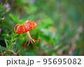 コオニユリ 95695082
