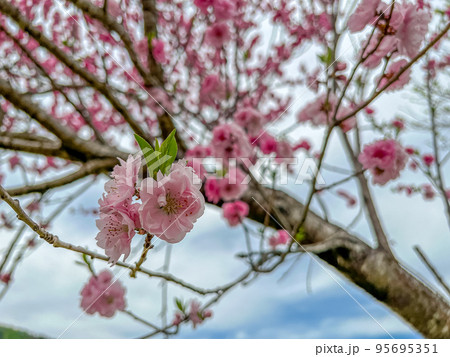 春の日に見上げる花桃 春の日に見上げる花桃 95695351