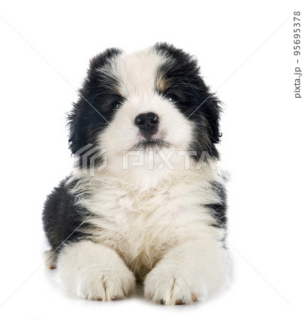Miniature American Shepherd Miniature American Shepherd 95695378