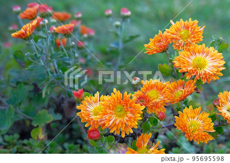 Chrysanthemums in botanical park. Orange flowers chrysanthemums in autumn, annuals. Close up. Chrysanthemums in botanical park. Orange flowers chrysanthemums in autumn, annuals. Close up. 95695598