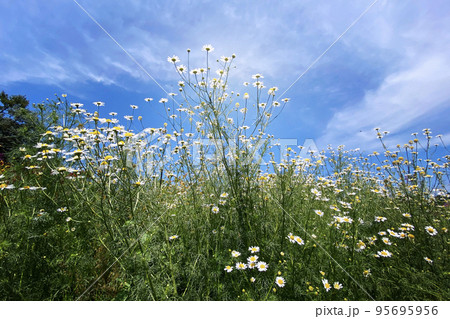 Chamomile flowers with long white petals. Flowering of daisies in the sunny summer green meadow. Oxeye daisy, Leucanthemum vulgare.  Medicinal herb. 95695956