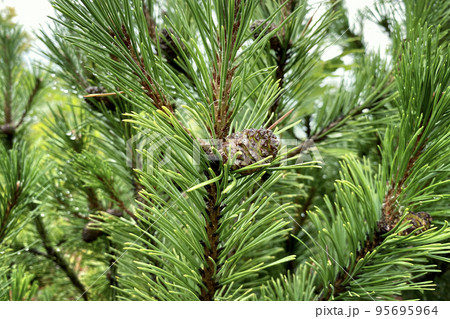 Green fresh fir branch with cones in forest on blurred background. Medicinal fresh plant with rich source of vitamins, minerals, and antioxidants. Pinus sylvestris. Green fresh fir branch with cones in forest on blurred background. Medicinal fresh plant with rich source of vitamins, minerals, and antioxidants. Pinus sylvestris. 95695964