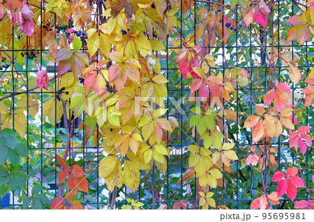 Autumn leaves of wild climbing grapes on city fence. September, October, November, Indian summer. Sunny day, warm weather. Autumn leaves of wild climbing grapes on city fence. September, October, November, Indian summer. Sunny day, warm weather. 95695981