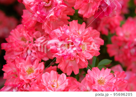 Bouquet of coral blooming aromatic rose bush. Roses background in suny summertime. Bouquet of coral blooming aromatic rose bush. Roses background in suny summertime. 95696205