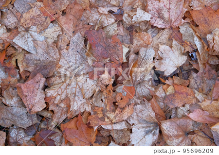 Brown maple leaves. Landscape in forest in late autumn, warm weather. Fall background concept. Top view. Brown maple leaves. Landscape in forest in late autumn, warm weather. Fall background concept. Top view. 95696209