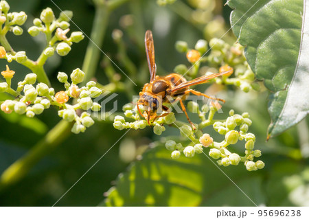 ヤブガラシの花とキイロスズメバチ 95696238