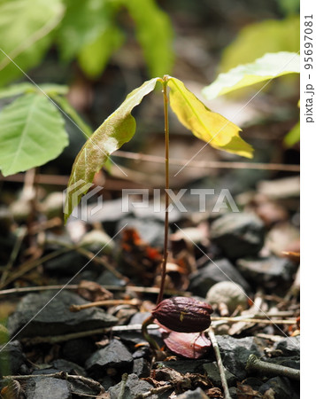 コナラの実生 95697081