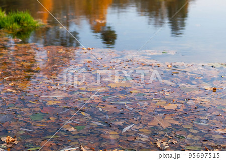 Autumn bright leaves in water. Yellow various leaves to swim on water. Top view. Autumn bright leaves in water. Yellow various leaves to swim on water. Top view. 95697515