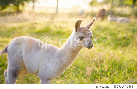 Beautiful sunrise Europe farm scene 95697663