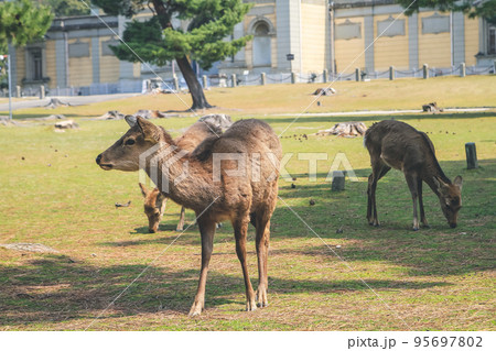 9 April 2012 The Deer of Nara, in Nara Park, Japan, 95697802