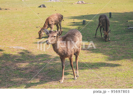 9 April 2012 The Deer of Nara, in Nara Park, Japan, 95697803