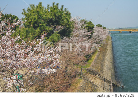 Cherry Blossom Tree Against Sky at uji river Cherry Blossom Tree Against Sky at uji river 95697829