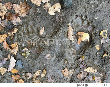 登山道にあったヒグマの足跡 登山道にあったヒグマの足跡 95698313