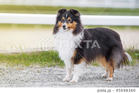 Collie. Sheltie. Stunning nice fluffy tricolor shetland sheepdog, dog outside portrait on a sunny summer day. Little collie dog smiling outdoors with blue heaven sky green grass. Sunlight. Summer 95698360