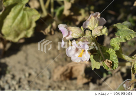 Common devils claw 95698638