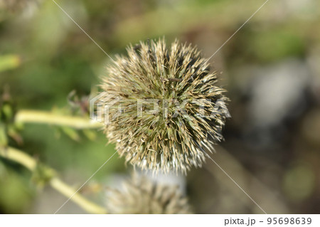 Southern globethistle Southern globethistle 95698639