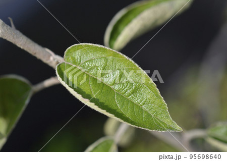 King of the Pippins apple tree King of the Pippins apple tree 95698640