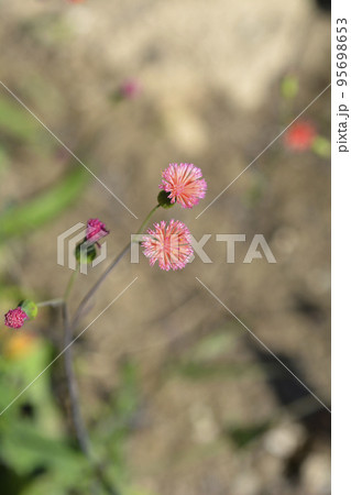 Tasselflower 95698653