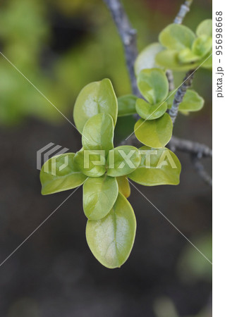 Mirror Bush 95698668