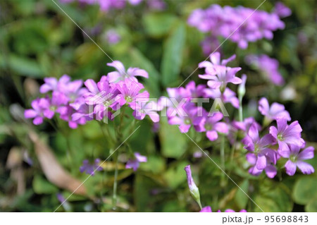 可愛らしい薄紫の薄ピンクの小さな花、ムラサキカタバミの花の群生のアップ、一つ一つの花も見える 可愛らしい薄紫の薄ピンクの小さな花、ムラサキカタバミの花の群生のアップ、一つ一つの花も見える 95698843
