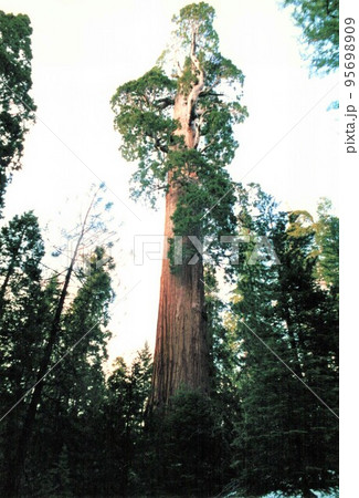 セコイア＆キングスキャニオン国立公園 95698909