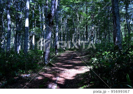白樺林の遊歩道は木洩れ日が続く 95699367