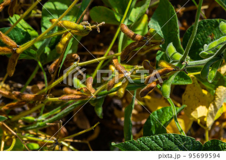 soybean shell in the soybean field. yellow and brown pods. Productivity improvement technology soybean shell in the soybean field. yellow and brown pods. Productivity improvement technology 95699594