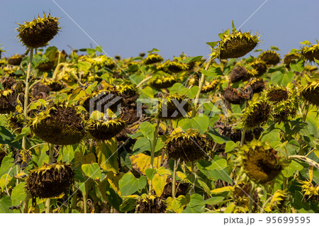 Closeup of dried ripe sunflowers on a sunflower field awaiting harvest on a sunny day. Field agricultural crops Closeup of dried ripe sunflowers on a sunflower field awaiting harvest on a sunny day. Field agricultural crops 95699595
