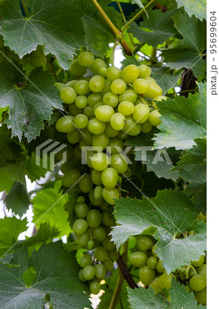Ripe grapes grow on bushes. Bunch of grapes before harvest Ripe grapes grow on bushes. Bunch of grapes before harvest 95699604