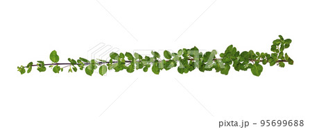 leaf vine isolates on a white background 95699688
