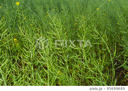 Rape Brassica napus, ripe, dry rape in the field. Ripe dry rapeseed stalks before harvest in day light Rape Brassica napus, ripe, dry rape in the field. Ripe dry rapeseed stalks before harvest in day light 95699689