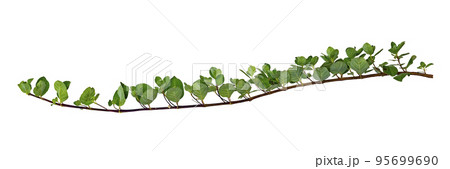 leaf vine isolates on a white background 95699690