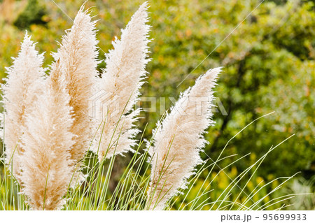 大きく美しいパンパスグラス 95699933