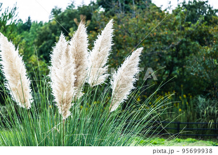 大きく美しいパンパスグラス 95699938