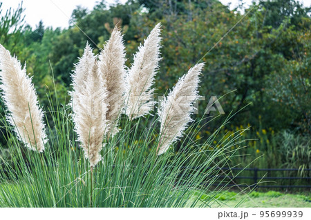 大きく美しいパンパスグラス 95699939