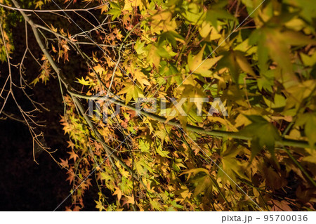 京都 夜の醍醐寺に浮かび上がる黄色く染まった紅葉 95700036