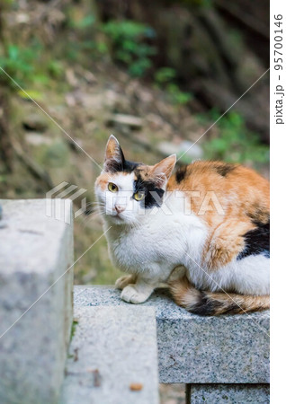 京都 伏見稲荷大社の境内でくつろぐ三毛猫 95700146