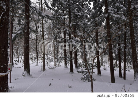 見渡す限り雪に覆われた安久津八幡宮神社の脇の林の風景 見渡す限り雪に覆われた安久津八幡宮神社の脇の林の風景 95700359