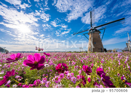 千葉県　佐倉ふるさと広場のコスモス 95700606