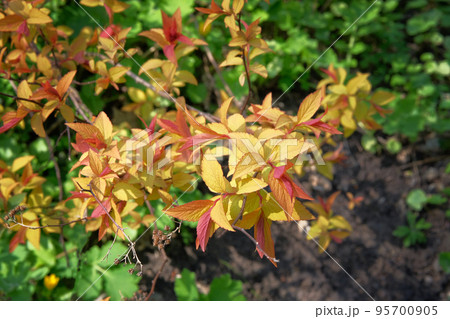 Golden Carpet, details of a yellow leaves plant. Close up on a yellow leaves deciduous shrub. Bright natural orange background. Golden Carpet, details of a yellow leaves plant. Close up on a yellow leaves deciduous shrub. Bright natural orange background. 95700905