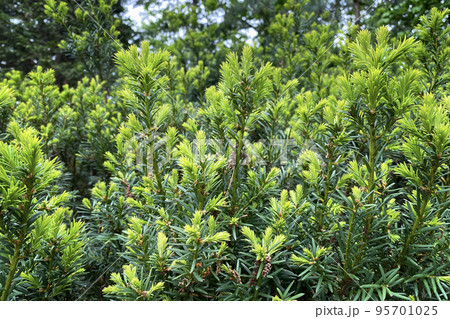 Young green branches of boxwood in park, closeup. Spring nature background. Landscape design texture. Young green branches of boxwood in park, closeup. Spring nature background. Landscape design texture. 95701025