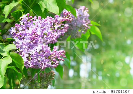 Lilac flowers with green blurred background. Branches of blossoming purple lilac, can be used for a greeting card. Spring blossom for women's Day. 95701107