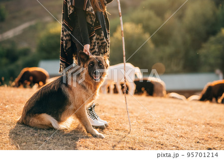 The dog sits with its owner on the lawn 95701214