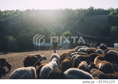 Female shepherd and flock of sheep at a lawn 95701225